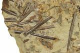 Sandstone with Hadrosaur Tooth, Tendons & Bones - Wyoming #265522-1